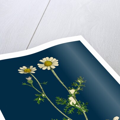 Anthemis Cotula; Stinking Mayweed by Anonymous