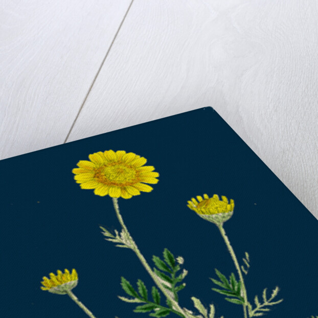 Anthemis Tinctoria; Ox-Eye Chamomile by Anonymous