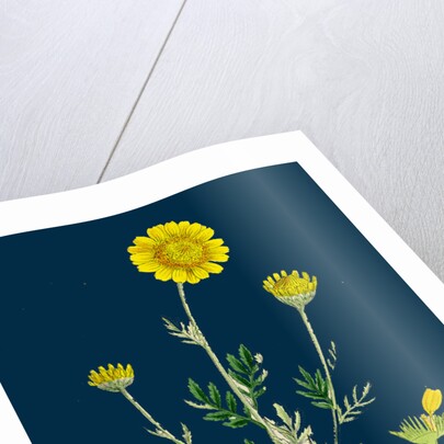 Anthemis Tinctoria; Ox-Eye Chamomile by Anonymous