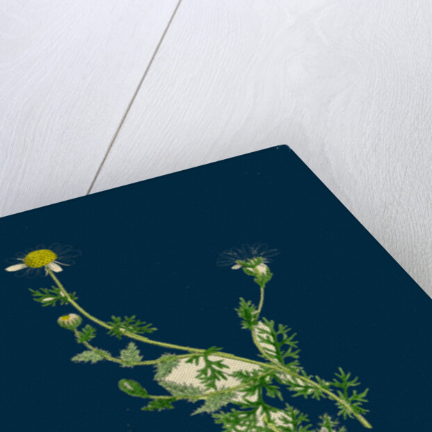 Anthemis Nobilis; Common Chamomile by Anonymous