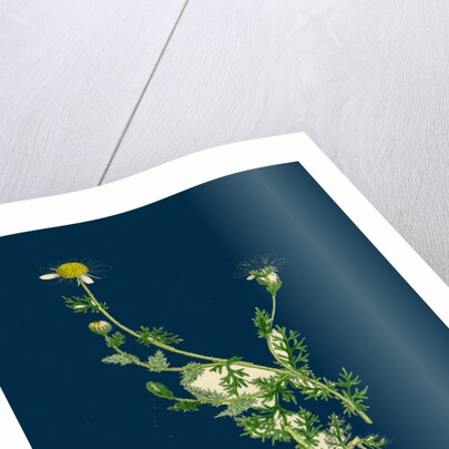 Anthemis Nobilis; Common Chamomile by Anonymous