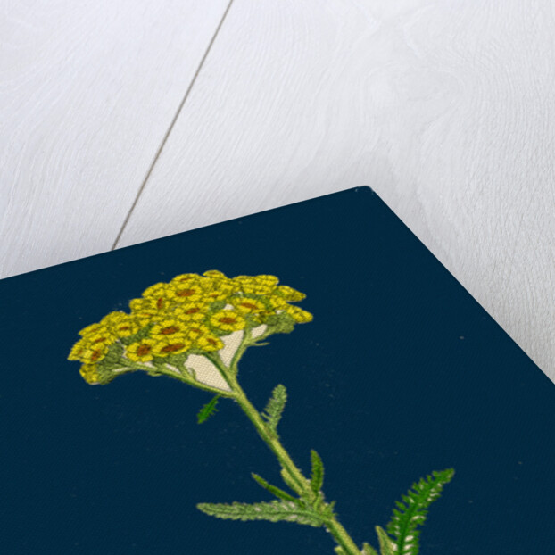 Achillea Tomentosa; Woolly Yellow Yarrow by Anonymous