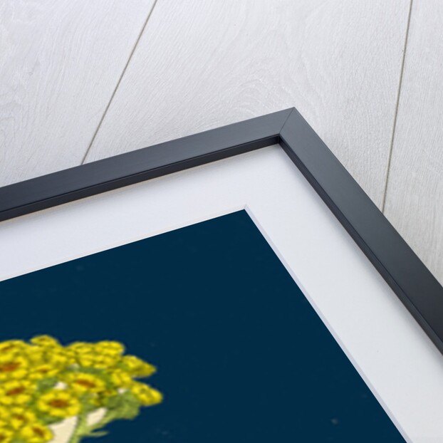 Achillea Tomentosa; Woolly Yellow Yarrow by Anonymous