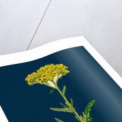 Achillea Tomentosa; Woolly Yellow Yarrow by Anonymous