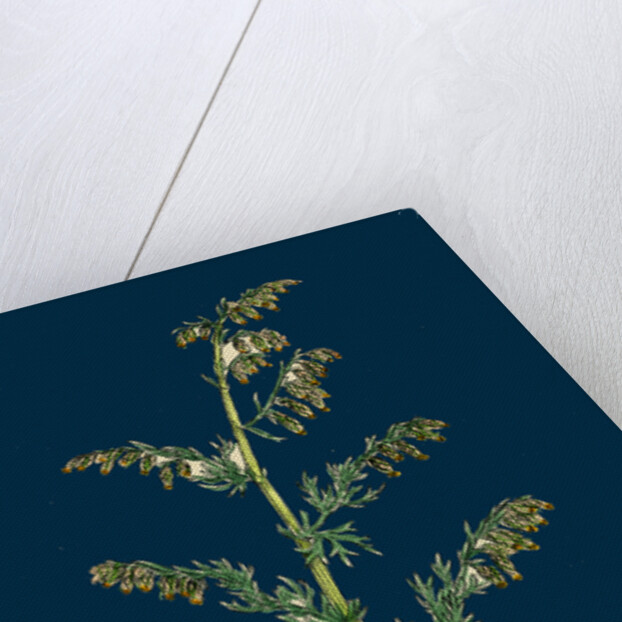 Artemisia Maritima, Var. Genuina; Sea Wormwood, Var. A. by Anonymous