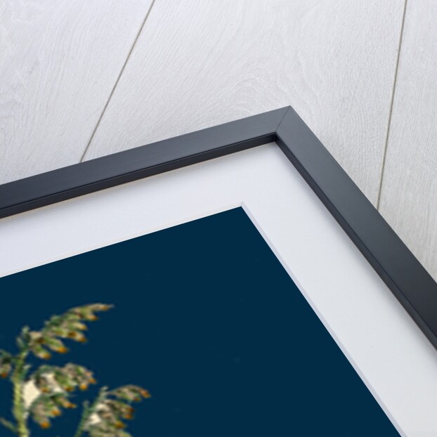 Artemisia Maritima, Var. Genuina; Sea Wormwood, Var. A. by Anonymous