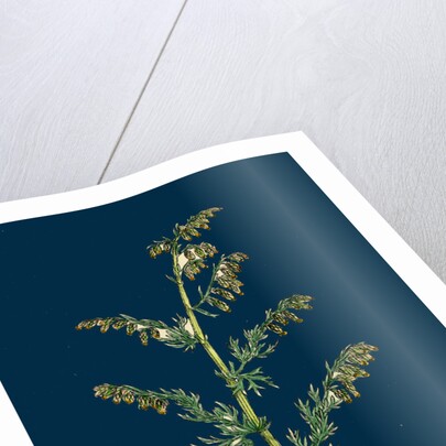 Artemisia Maritima, Var. Genuina; Sea Wormwood, Var. A. by Anonymous