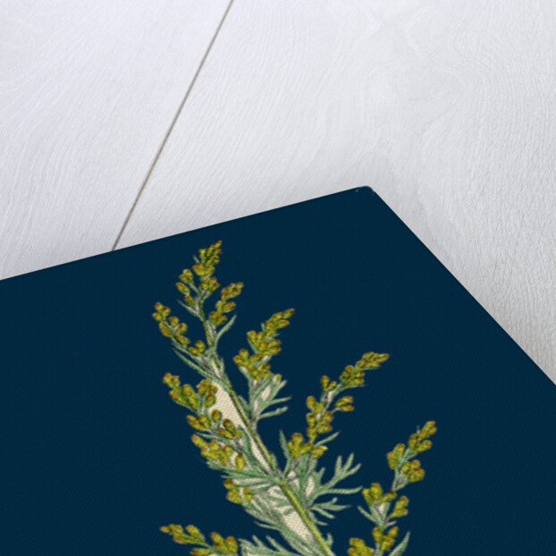 Artemisia Maritima, Var. Gallica; Sea Wormwood, Var. B. by Anonymous