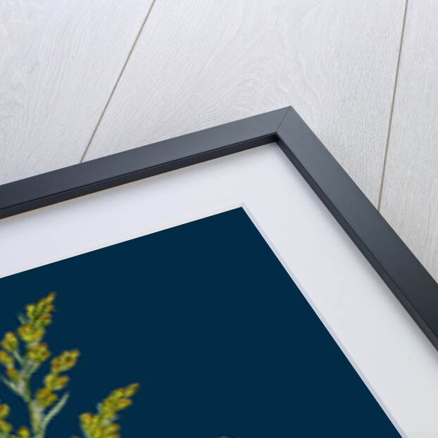 Artemisia Maritima, Var. Gallica; Sea Wormwood, Var. B. by Anonymous