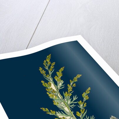 Artemisia Maritima, Var. Gallica; Sea Wormwood, Var. B. by Anonymous