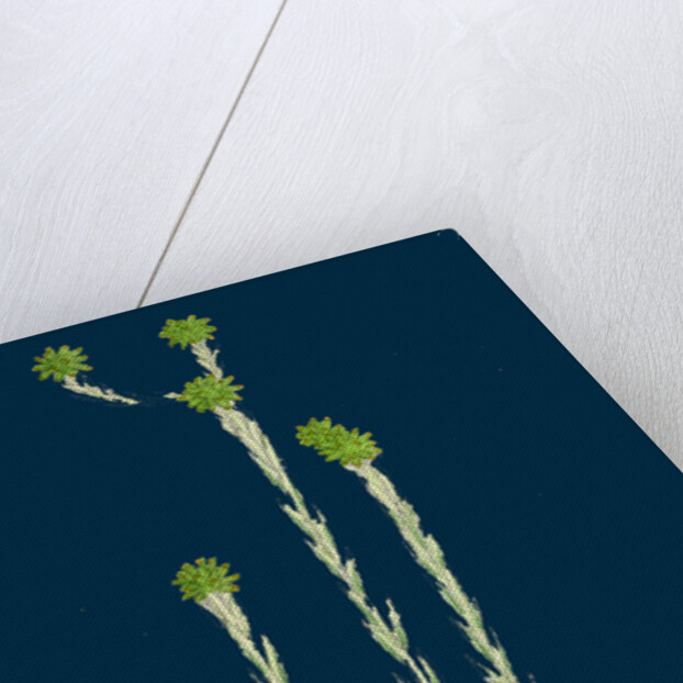 Filago Germanica; Common Cudweed by Anonymous