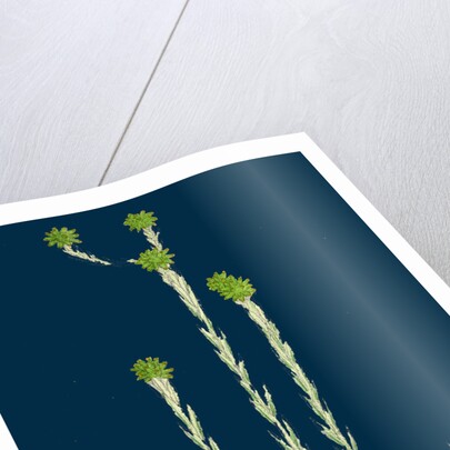 Filago Germanica; Common Cudweed by Anonymous