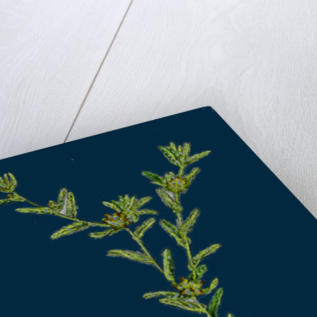 Filago Apiculata; Red-Tipped Cudweed by Anonymous