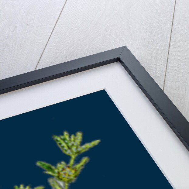 Filago Apiculata; Red-Tipped Cudweed by Anonymous