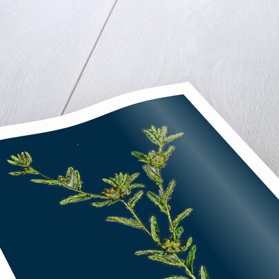 Filago Apiculata; Red-Tipped Cudweed by Anonymous