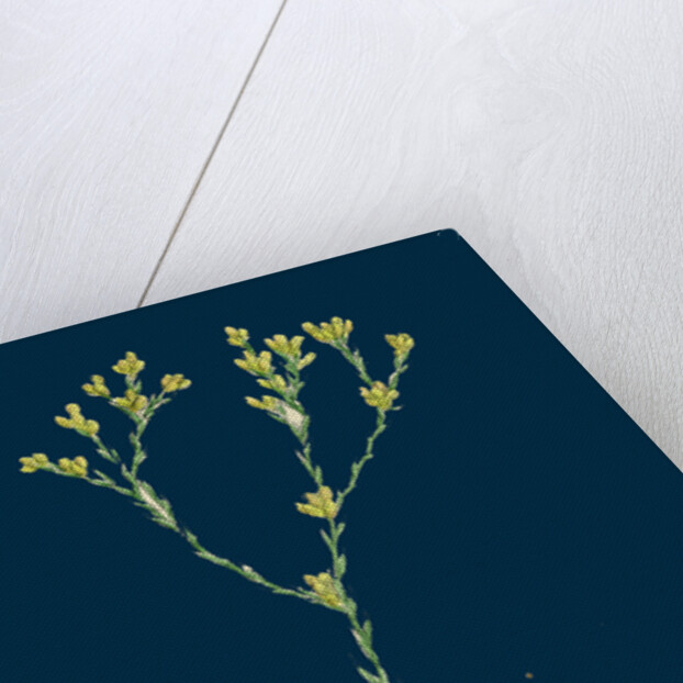 Filago Minima; Slender Cudweed by Anonymous