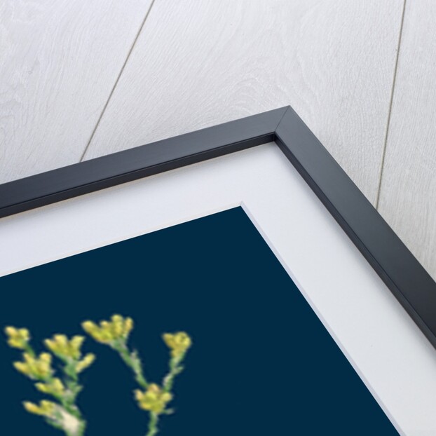 Filago Minima; Slender Cudweed by Anonymous