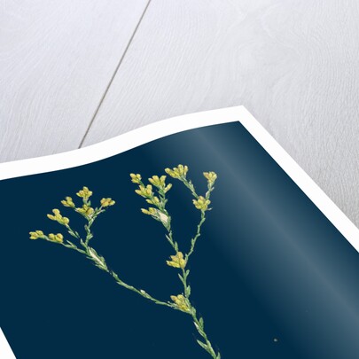 Filago Minima; Slender Cudweed by Anonymous