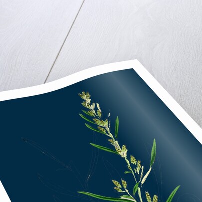 Gnaphalium Sylvaticum; Upright Cudweed by Anonymous