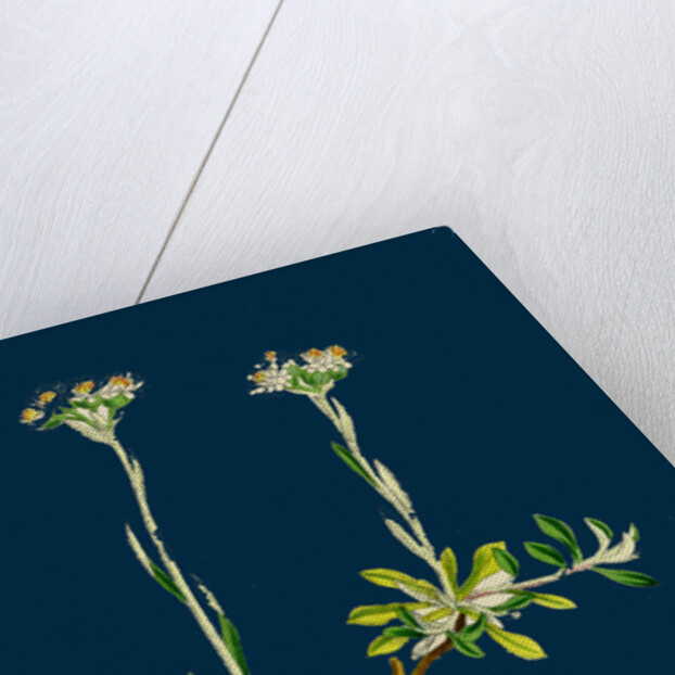 Gnaphalium Dioicum, Var. Genuinum; Mountain Everlasting, Var. A. by Anonymous