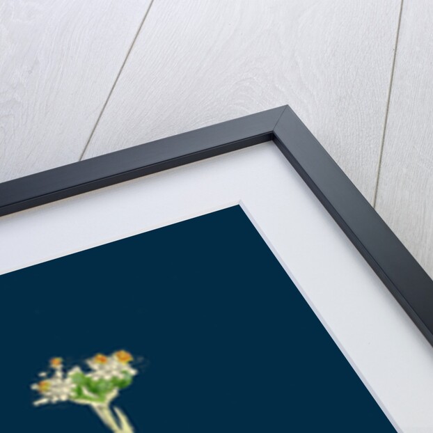 Gnaphalium Dioicum, Var. Genuinum; Mountain Everlasting, Var. A. by Anonymous