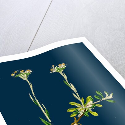 Gnaphalium Dioicum, Var. Genuinum; Mountain Everlasting, Var. A. by Anonymous