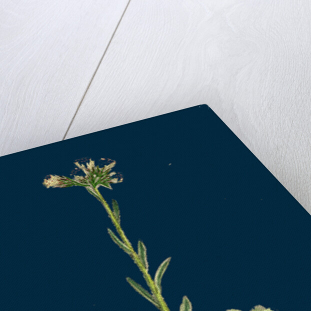 Gnaphalium Dioicum, Var. Hyperboreum; Mountain Everlasting, Var. B. by Anonymous