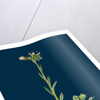 Gnaphalium Dioicum, Var. Hyperboreum; Mountain Everlasting, Var. B. by Anonymous