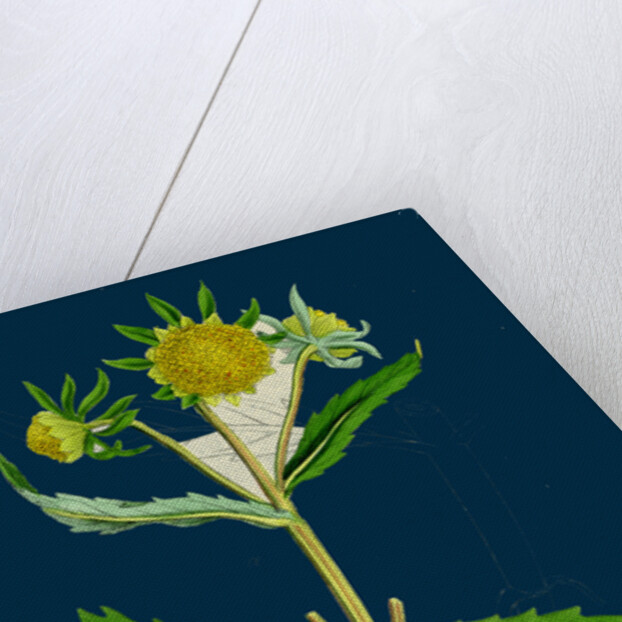 Bidens Cernus, Var. Genuina; Nodding Bur-Marygold, Var. A. by Anonymous