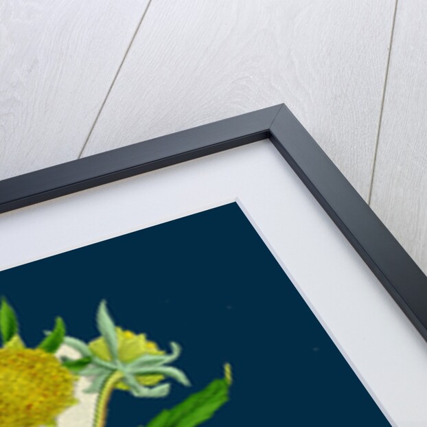 Bidens Cernus, Var. Genuina; Nodding Bur-Marygold, Var. A. by Anonymous