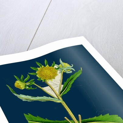 Bidens Cernus, Var. Genuina; Nodding Bur-Marygold, Var. A. by Anonymous