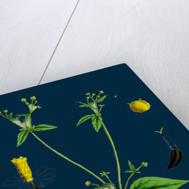 Galinsoga Parviflora; Small-Flowered Galinsoga by Anonymous