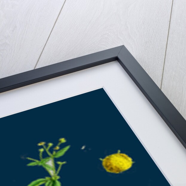 Galinsoga Parviflora; Small-Flowered Galinsoga by Anonymous