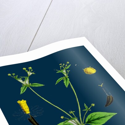 Galinsoga Parviflora; Small-Flowered Galinsoga by Anonymous