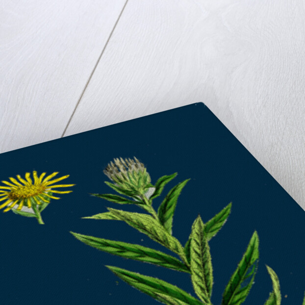 Inula Salicina; Willow-Leaved Inula by Anonymous