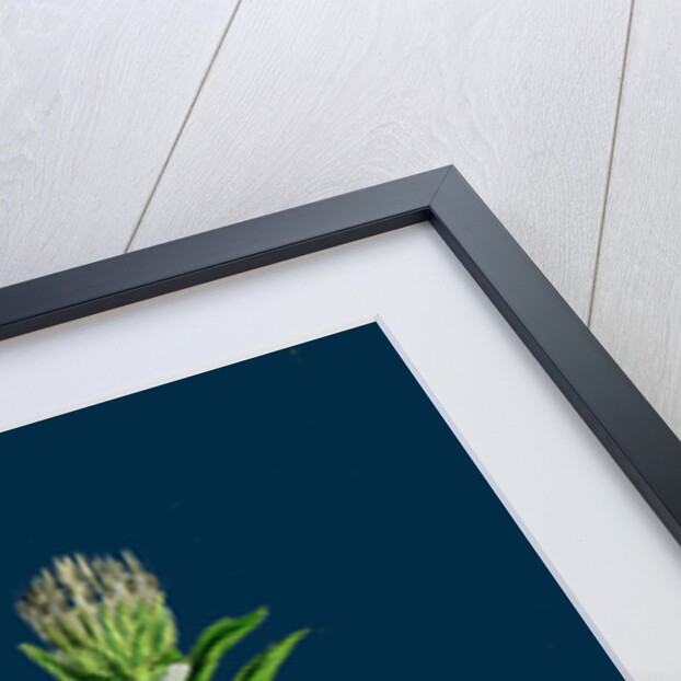 Inula Salicina; Willow-Leaved Inula by Anonymous