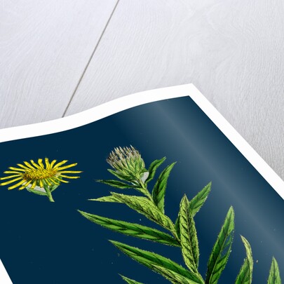 Inula Salicina; Willow-Leaved Inula by Anonymous