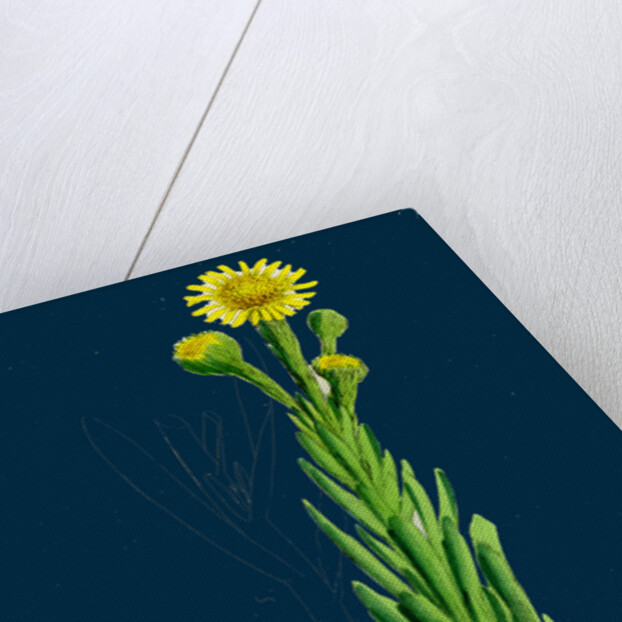 Inula Crithmoides; Golden Samphire by Anonymous