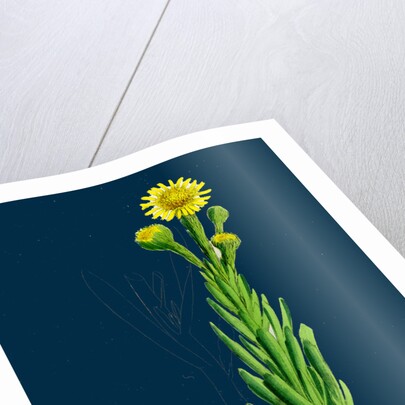 Inula Crithmoides; Golden Samphire by Anonymous