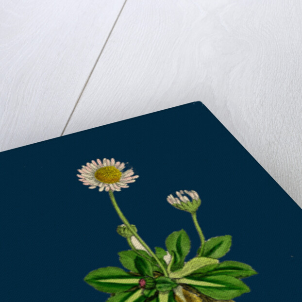 Bellis Perennis; Common Daisy by Anonymous