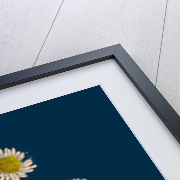 Bellis Perennis; Common Daisy by Anonymous