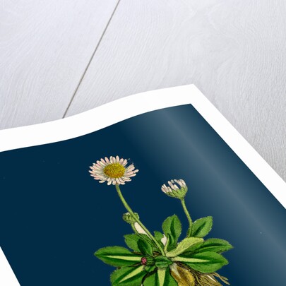 Bellis Perennis; Common Daisy by Anonymous