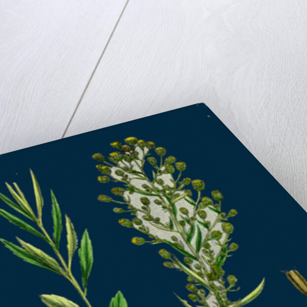 Erigeron Canadensis; Canadian Fleabane by Anonymous