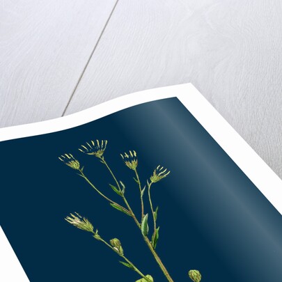 Erigeron Acris; Blue Fleabane by Anonymous