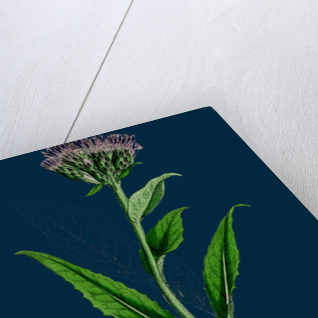 Saussurea Alpina; Alpine Saussurea by Anonymous