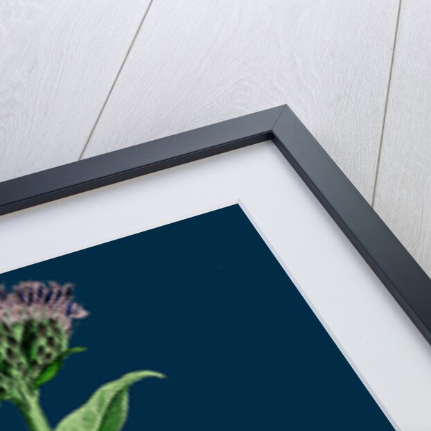 Saussurea Alpina; Alpine Saussurea by Anonymous