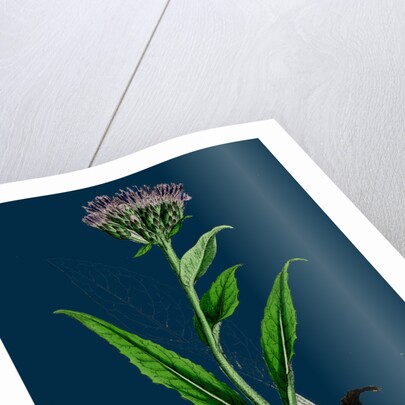 Saussurea Alpina; Alpine Saussurea by Anonymous