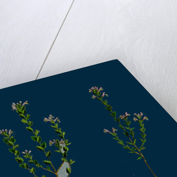 Euphrasia Officinalis, Var. Gracilis; Common Eyebright, Var. B. by Anonymous