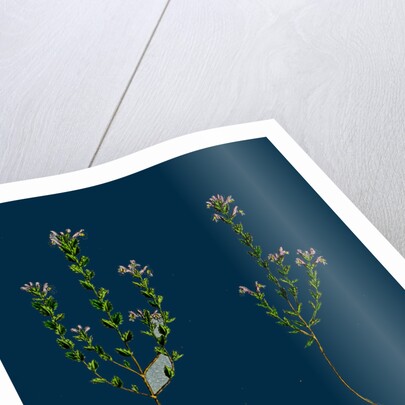 Euphrasia Officinalis, Var. Gracilis; Common Eyebright, Var. B. by Anonymous