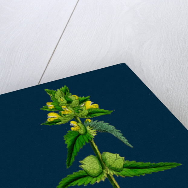 Rhinanthus Minor; Common Yellow-Rattle by Anonymous